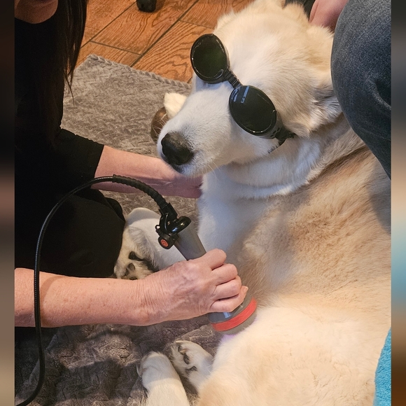 All Paws On Deck Show - Picture 4 of 15